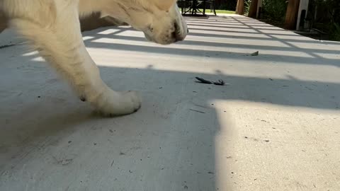 Doggy Spots Spooky Feather