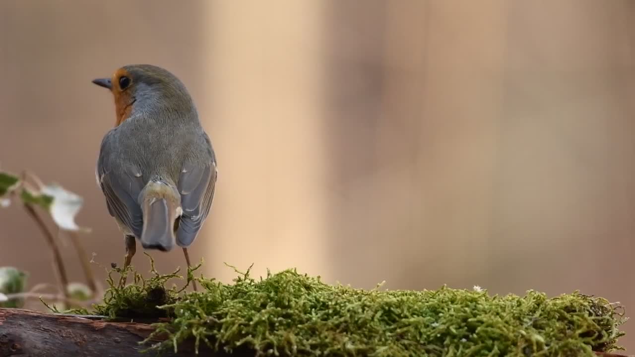 A bird in the forest