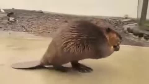 beavers are amazing animals