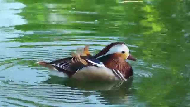 Cute duck Drinking Water In The Lake