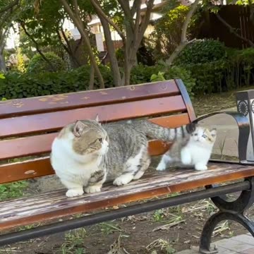 Fanny cat videos | kitty cat video | Cute cat videos | Pet Animal video | Kittycat |