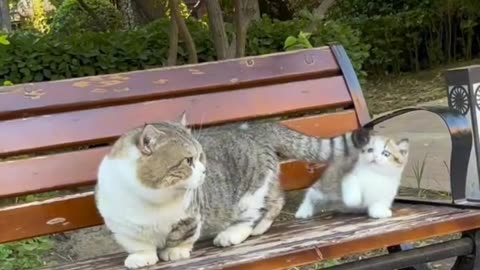 Fanny cat videos | kitty cat video | Cute cat videos | Pet Animal video | Kittycat |