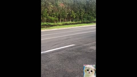 Cute Animals Cute Pets Cats and Dogs Funny Compilation