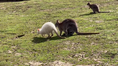 White Kangaroo