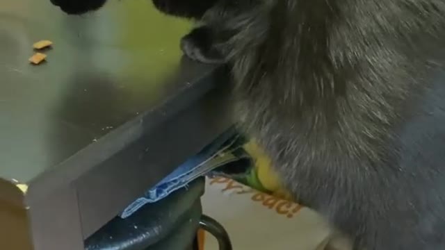 Cute black cat 😸💕( meowmotion )