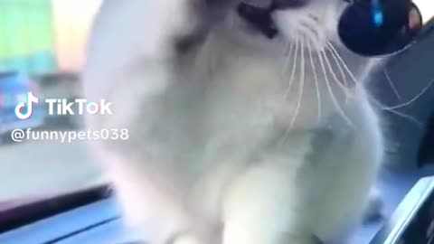 Lovely cat wearing glasses