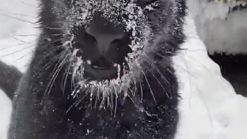 Snow animal
