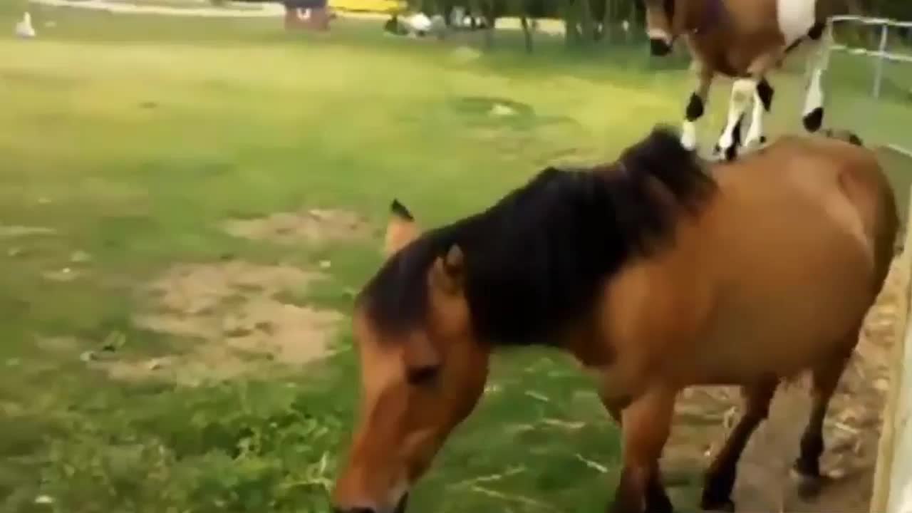 funny baby goats riding horses