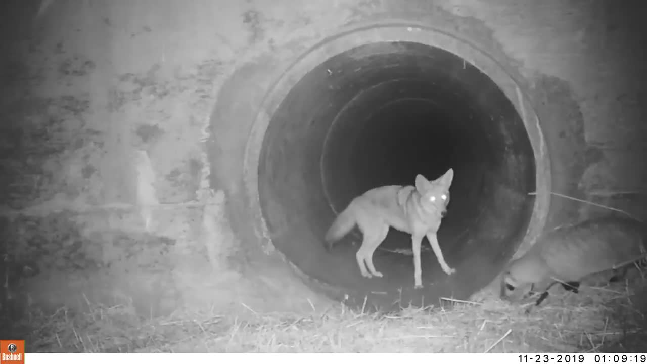 Coyote waited outside for badger friend | animal friends