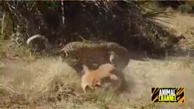 Leopard Hunting Impala