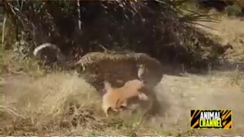 Leopard Hunting Impala