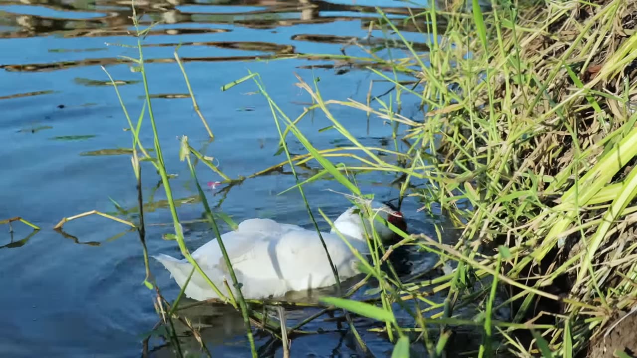 How an invasive fish breeds and produces thousands of offspring in our Natural Pond!