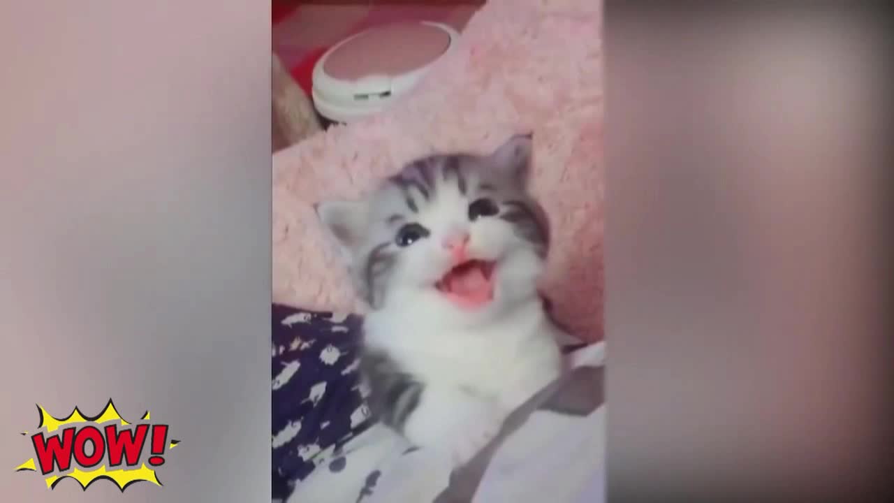 Funny and Cute CATS Funny Video Compilation