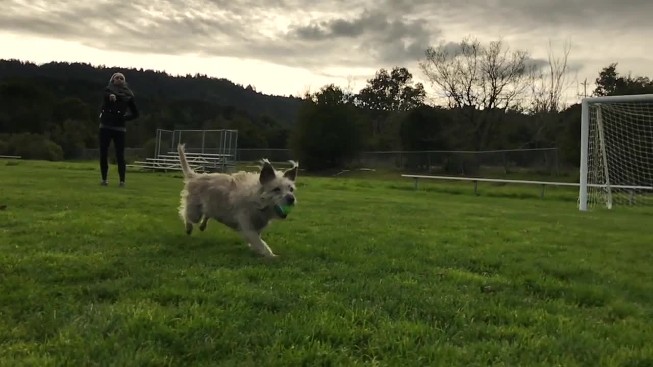 Cute Dogs Playing With Dangerous Dogs