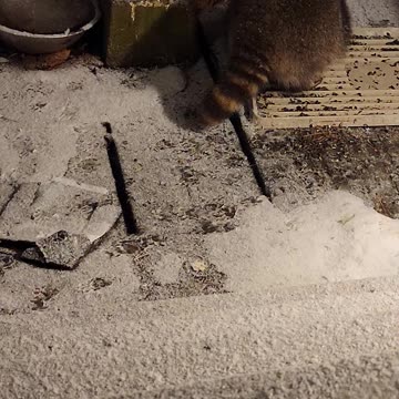 December 19th, 2023 | The Lads Raccoon Vlog - 004 | They're Back! | #shorts