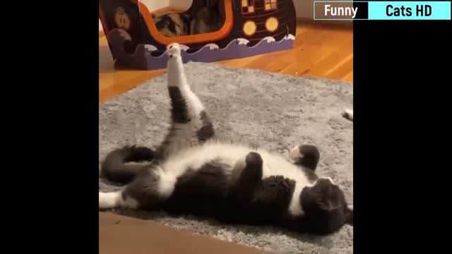 Best Funny Cat Videos Of This Week / 💗 Funny Cat Moments 🐱 Super Funny !!