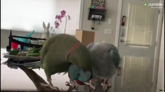 parrot fun