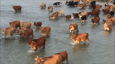 21_0919烏日 貓羅溪牛群