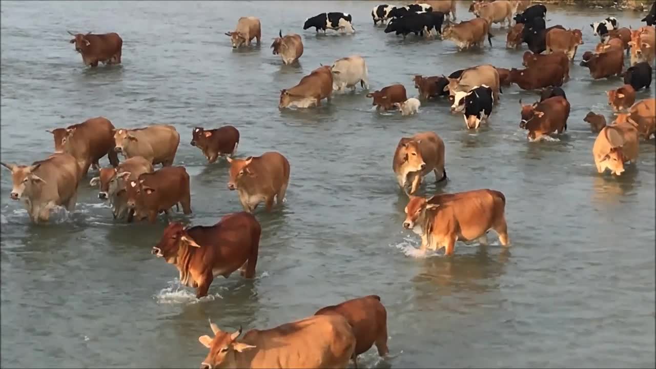 21_0919烏日 貓羅溪牛群