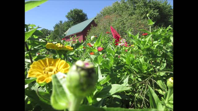 Friend of the Heart Zinnia Green Flower 2021