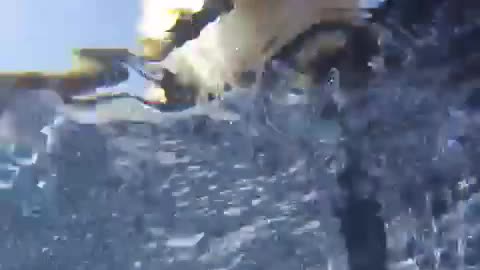 Underwater view of brown golden retriever above water trying to reach for camera