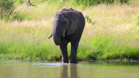 !Elephnats! Elephants lief! animal life!