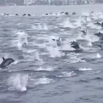 A school of dolphins are swimming and dancing beautifully