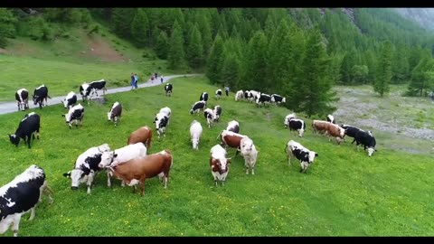 Cows Transport