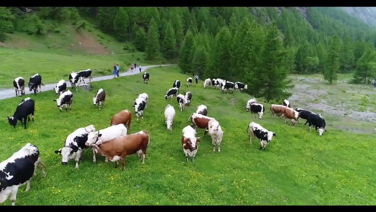 Cows Transport
