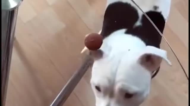 Dog is confused funny moment