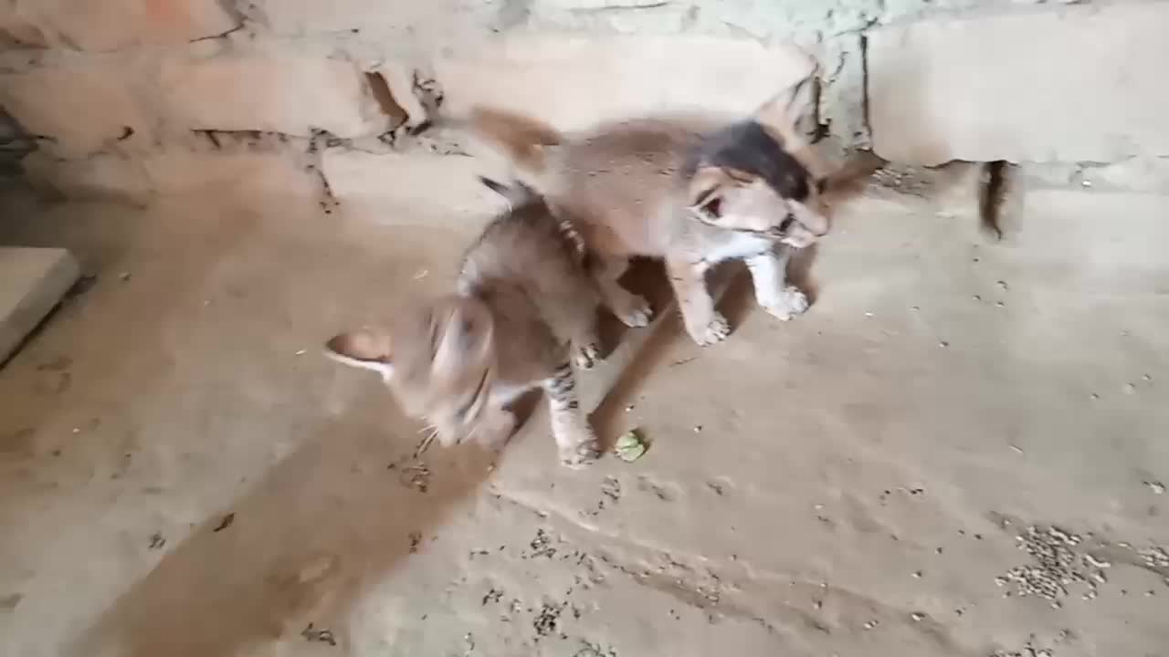 Cat Child Eating Food