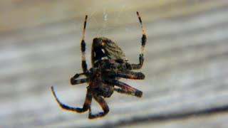 Orb Spider