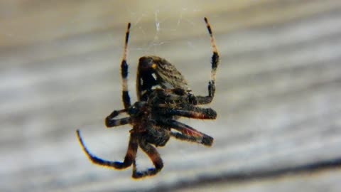 Orb Spider