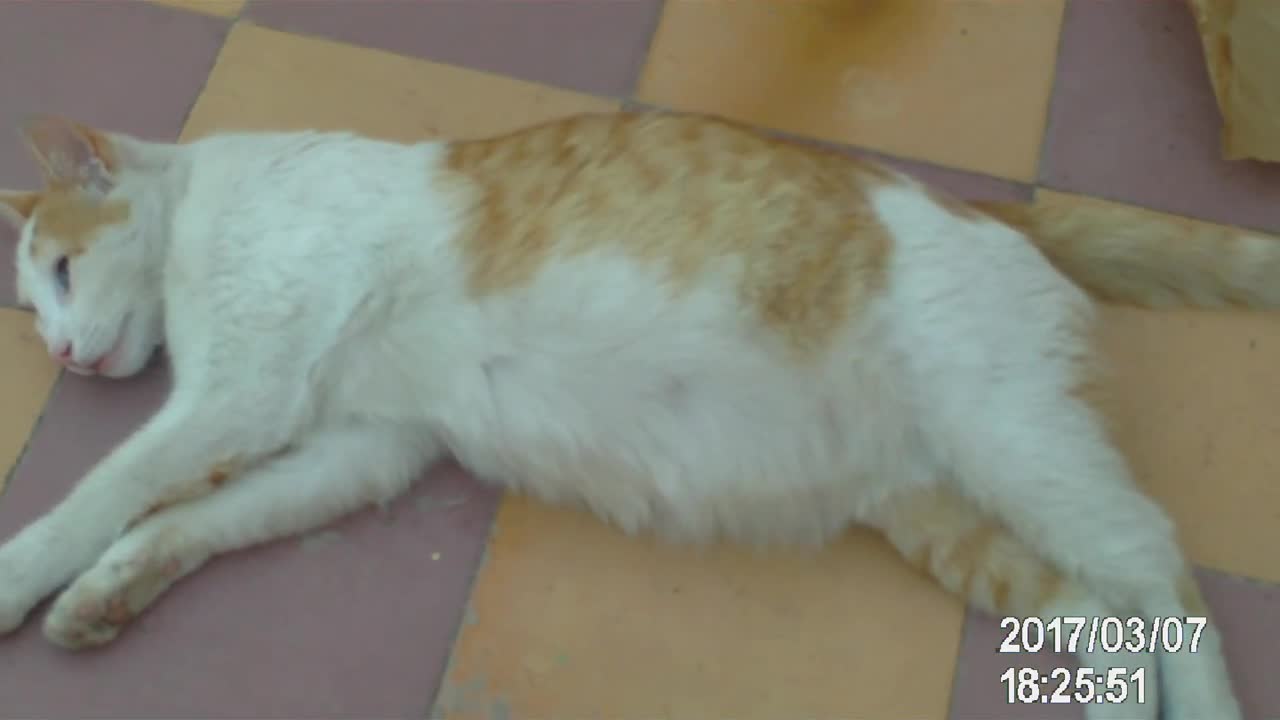 #Monchat #monchaton #
