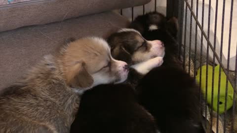 cute puppies sleepy 2