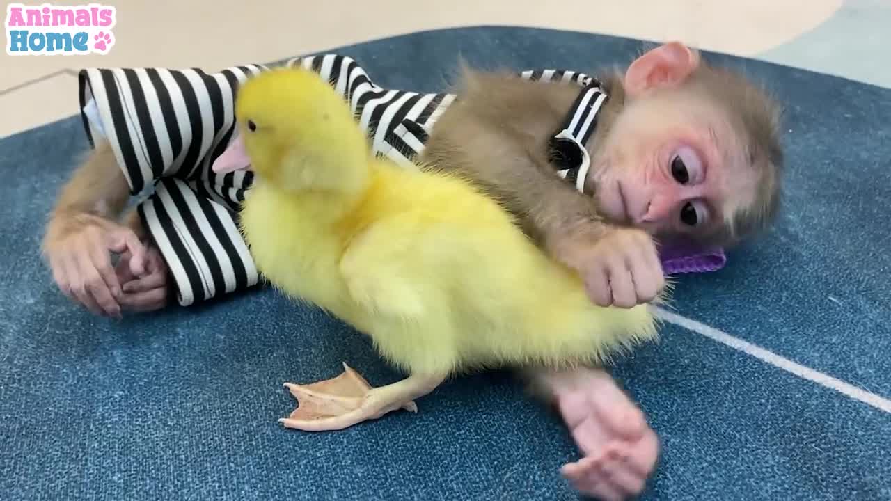 Baby monkey friendship