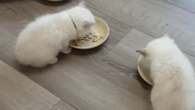 Group meal for cats