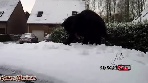 The Funniest Cats Playing in the Snow. Videos to die of laughter