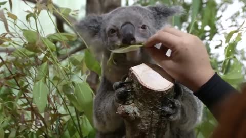 Australian koalas welcome visitors in Singapore zoo