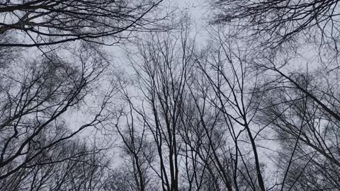 The beauty of trees