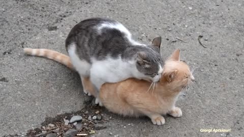 Mating Cats Hard ( Part 1) 🙄🐾😽