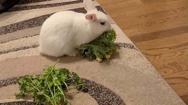 Rabbit Munching On Fresh Kale! Nom Nom Nom!