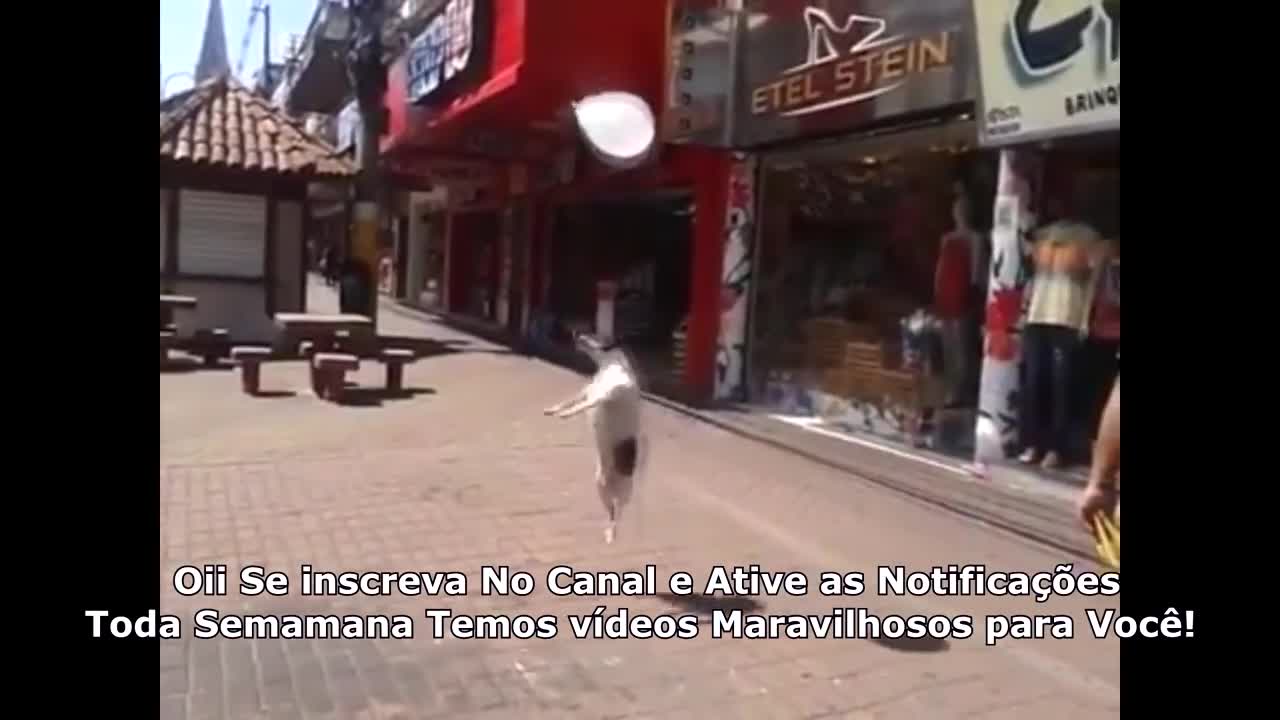 Cachorro brincalhão