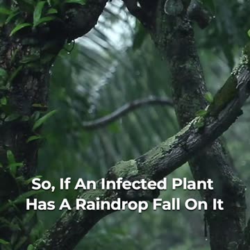 🍄 Fungal Infections In Plants 🍃