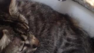 Unique cat loves his bath