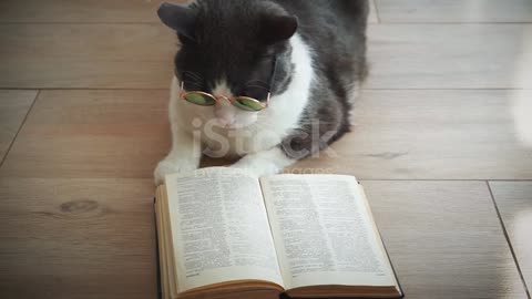 Watch a cat reading