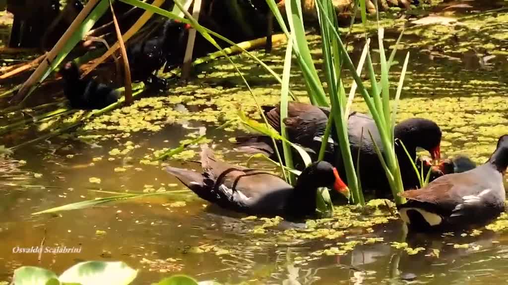 WATER DUCKS