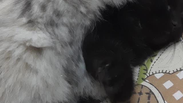 Egyptian Carla Kitten Fight On Bed