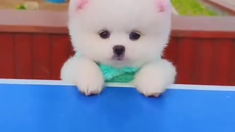 Cute mini dog🐩🐩🐩