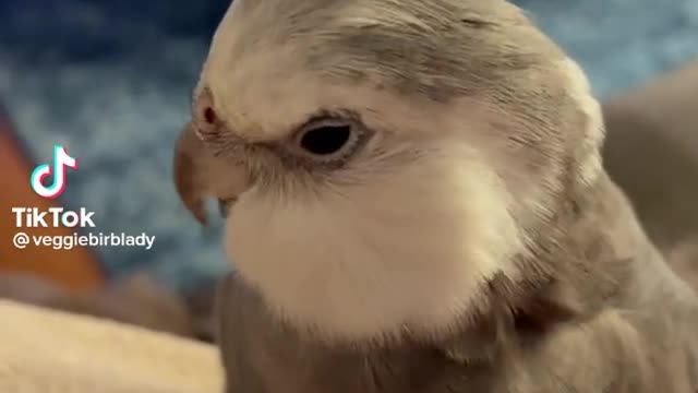 Funny bird
